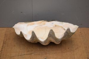 Large clam shell sold at auction for $1500